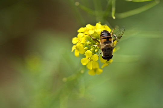 蜜蜂