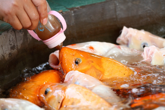 奶嘴喂魚
