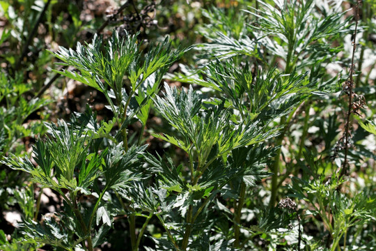 大兴安岭野生植物 艾蒿