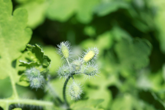 大兴安岭野生植物 白屈菜