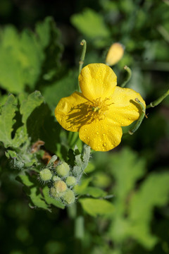 大兴安岭野生植物 白屈菜