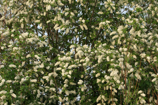 大兴安岭野生植物 稠李树