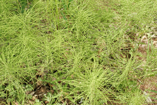 大兴安岭野生植物 节节草