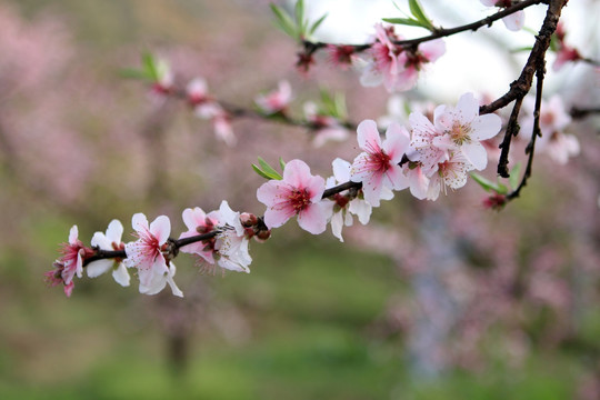 樱花