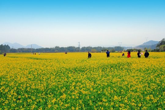 油菜花