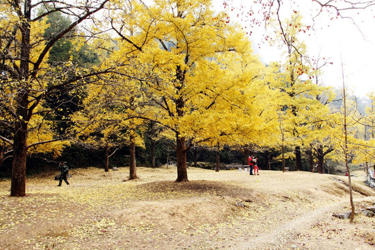 银杏树