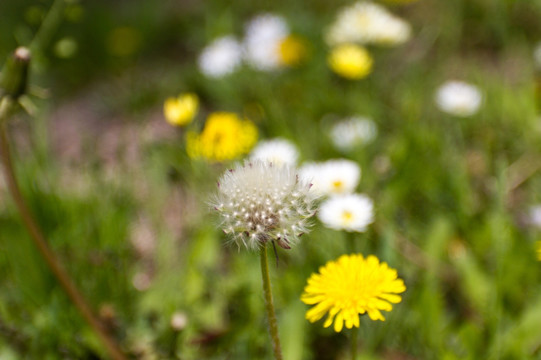 蒲公英和黄菊花