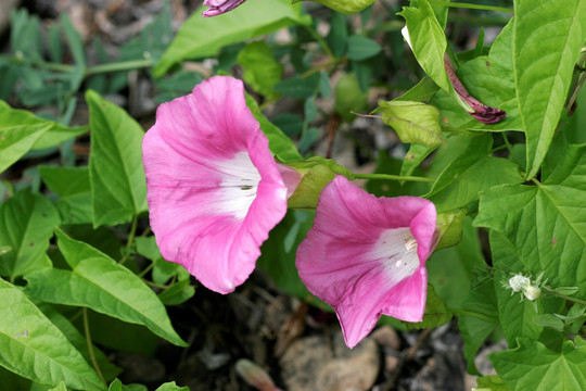 大兴安岭野生 牵牛花