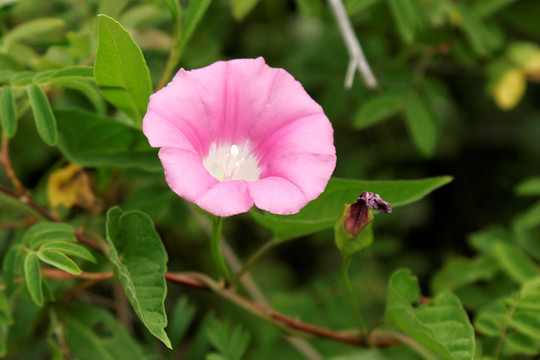 大兴安岭野生 牵牛花