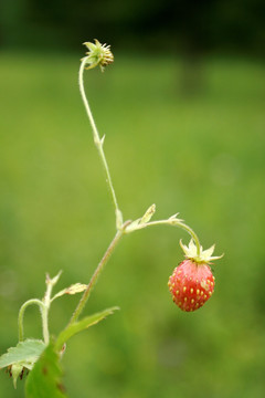 大兴安岭野生浆果 东方草莓