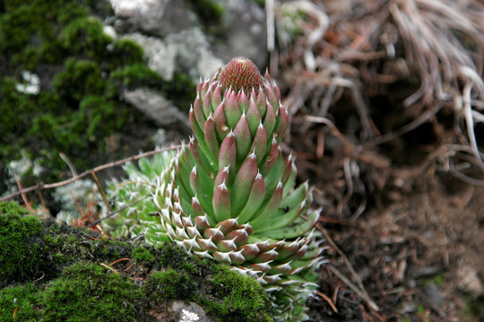 大兴安岭野生植物 瓦松