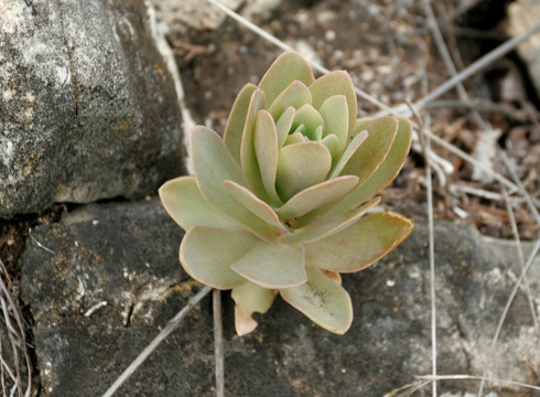 大兴安岭野生植物 瓦松