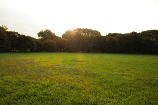 草坪 树林 公园