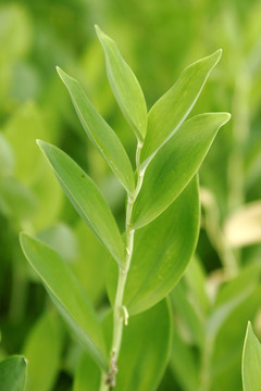 大兴安岭野生植物 玉竹