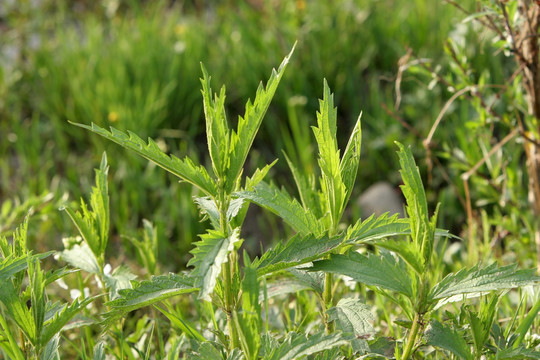 大兴安岭野生植物 蜇麻子