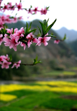 婺源桃花