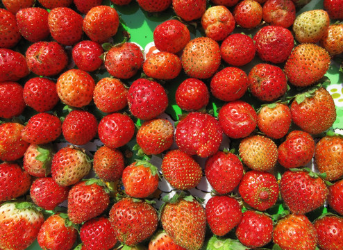 大兴安岭草莓