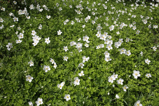 大花银莲花