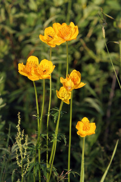 大興安嶺野生花卉 金蓮花
