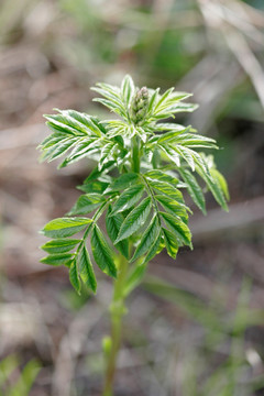 大兴安岭野生药用植物 白藓