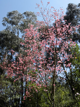 樱花