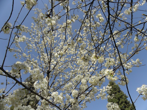 日本樱花