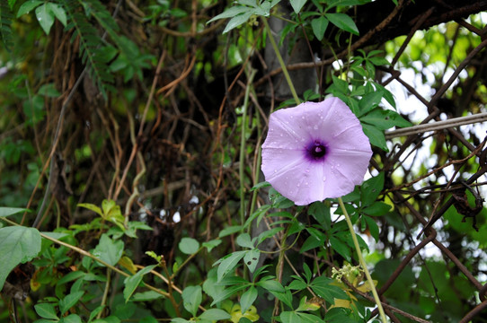 牵牛花