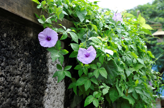 牵牛花