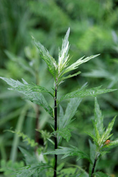 大兴安岭野生药用植物 柳蒿