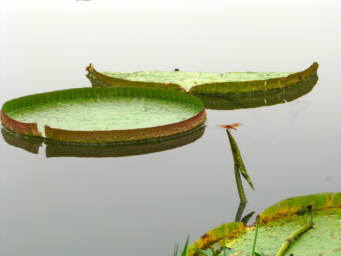 蜻蜓戏水