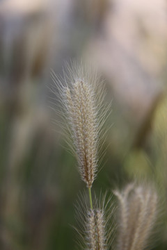 茅草花序