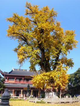 千年古银杏树1