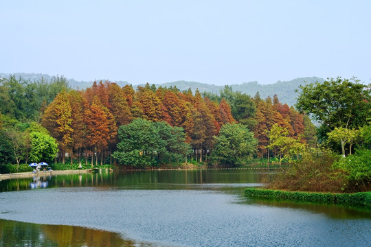 广州麓湖冬景