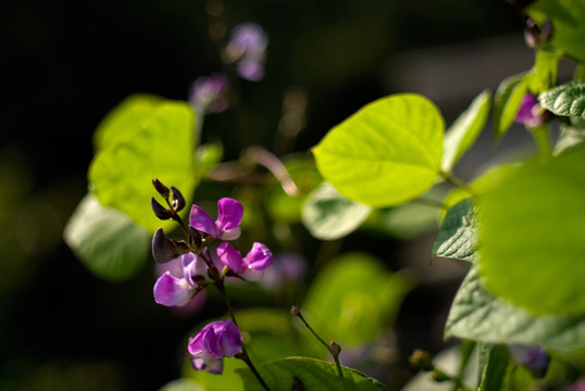 豌豆花