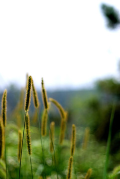 狗尾巴草