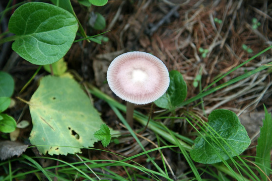 大兴安岭野生蘑菇 灰鹅膏菌