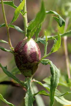 毛莲菜虫包