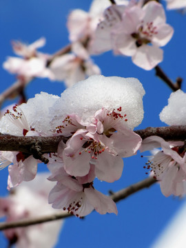 雪中花