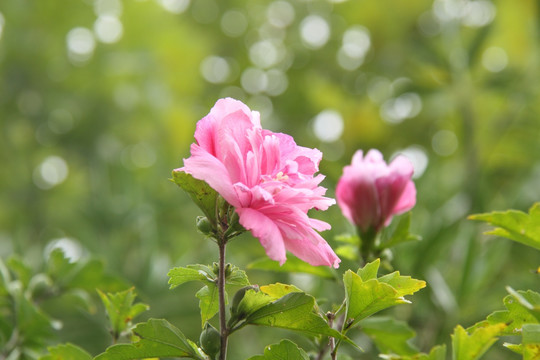 木槿花