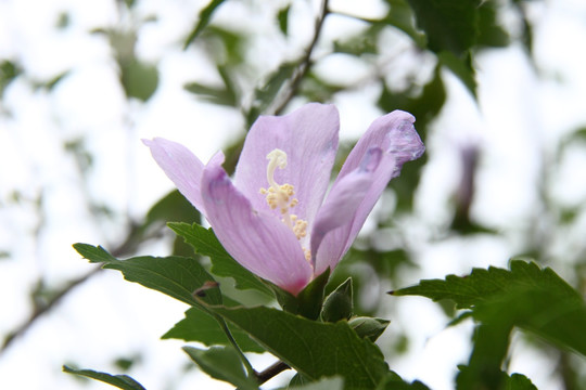 木槿花