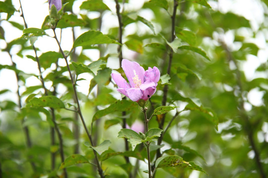 木槿花