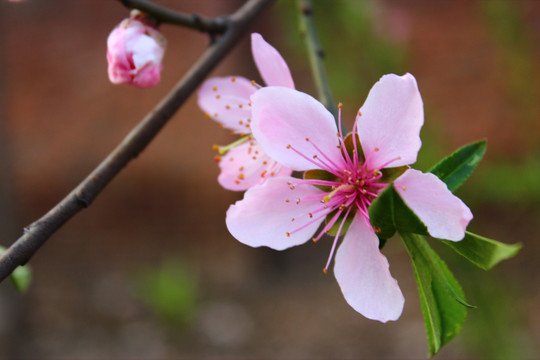 桃花