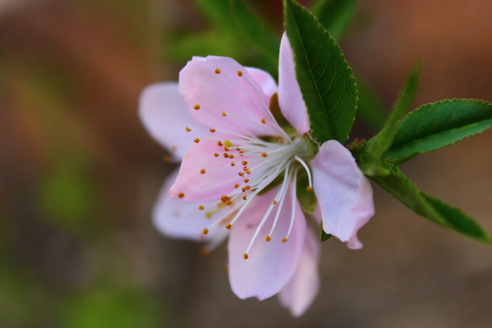 桃花