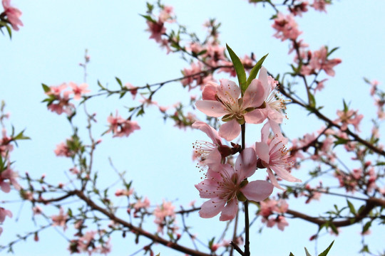 桃花