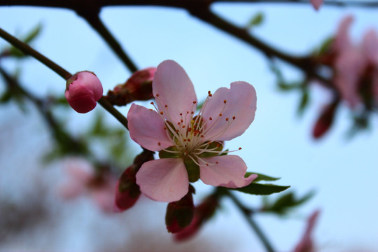 桃花