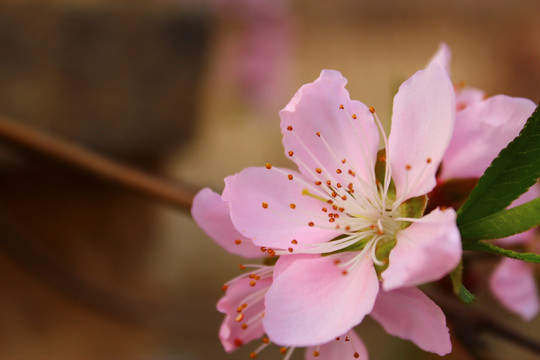 桃花