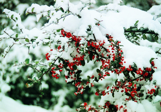 冬雪