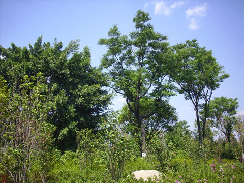 香樟树