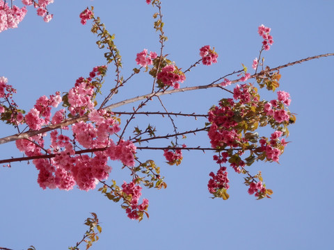 樱花