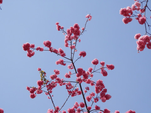 樱花